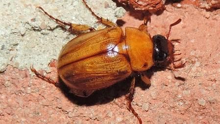 Penampakan puthul yang kaya protein. (Youtube/wakhidnur)&nbsp;