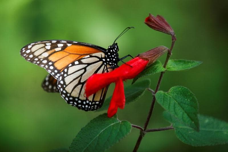 Deforestasi menyebabkan kupu-kupu kehilangan warna. (Reuters) 