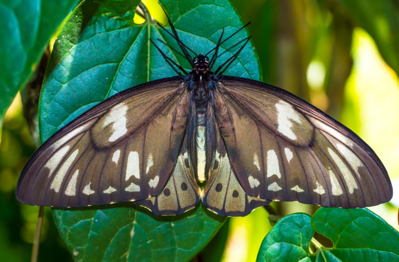 Warna membuat kupu-kupu berkamuflase dari predator. (Forest News)&nbsp;