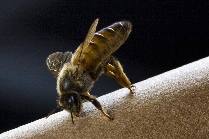 Lebah jantan akan mengawini sang ratu untuk selanjutnya mati. (Common Wikimedia/Jonathan Wilkins)&nbsp;