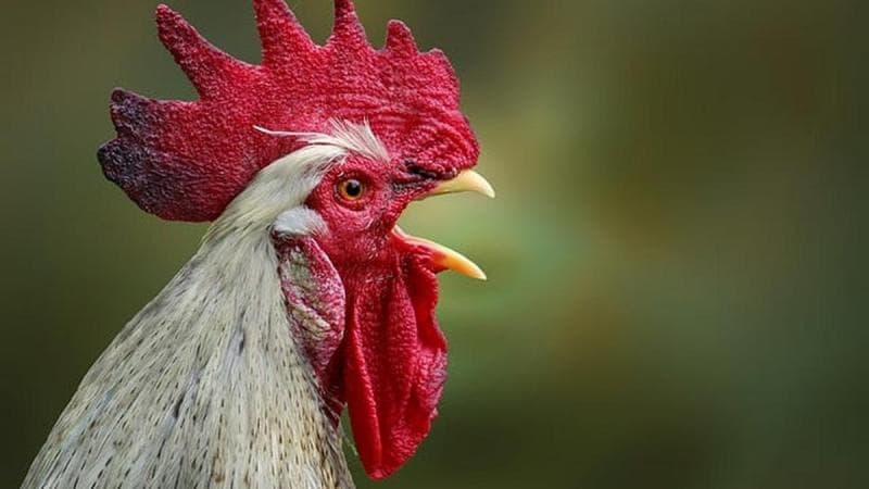 Di seluruh dunia, nada ayam berkokok selalu sama. (Pixabay/Andreas Neumann)