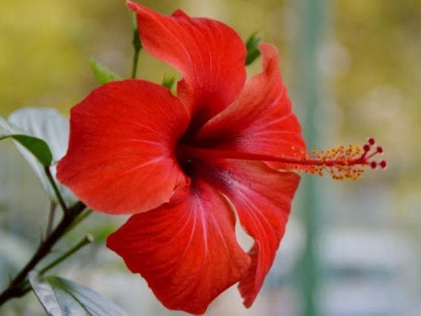 Bunga sepatu. (via Rupa-rupa) 