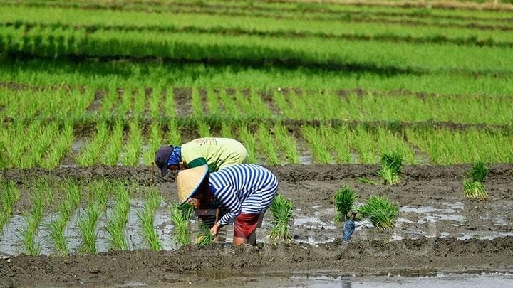 Sawah berkelanjutan dilarang alih fungsi. (Tempo)