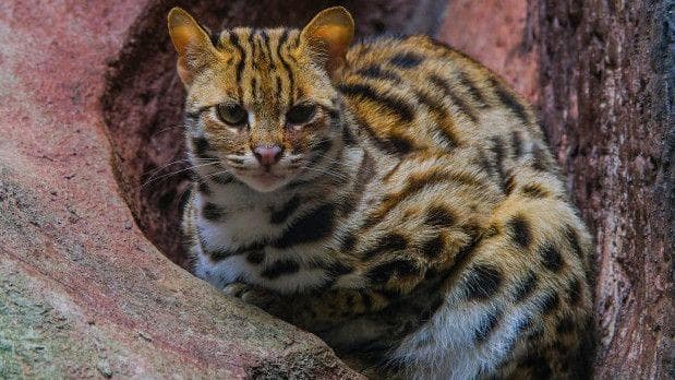 Kucing Kuwuk, Si Penjaga Senyap yang Mulai Tersingkir dari Hutan-Hutan Kita