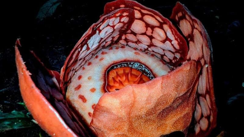 Rafflesia hasseltii, Hadiah dari Hutan Sumatra Setelah 13 Tahun Penantian