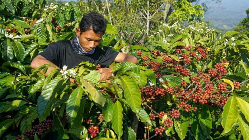 Lahan kopi di Tahura Muria bakal dibatasi. (Joglojateng)