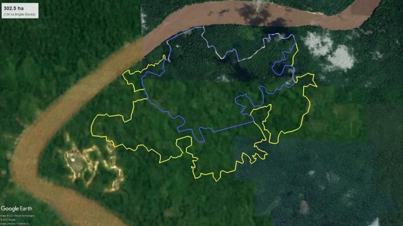 Contoh kawasan hutan yang dikelola Kalaweit di Kalimantan. (Kalaweit.org)