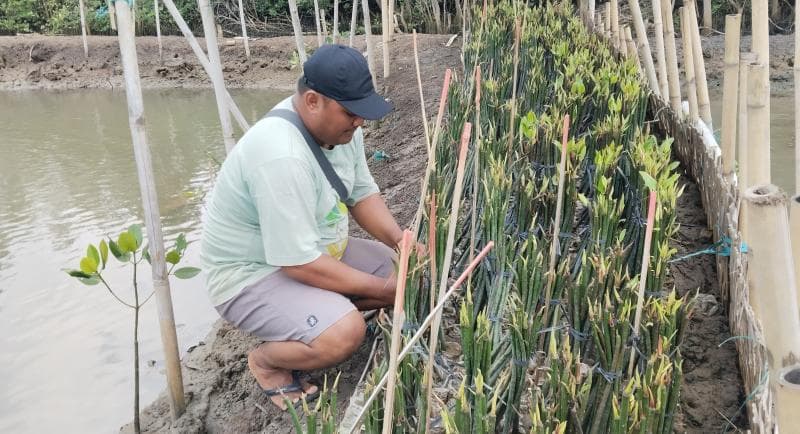 Salah satu anak Sururi, Mustafid Ahmad saat sedang mengecek pembibitan mangrove. (Sundara/Inibaru.id)&nbsp;