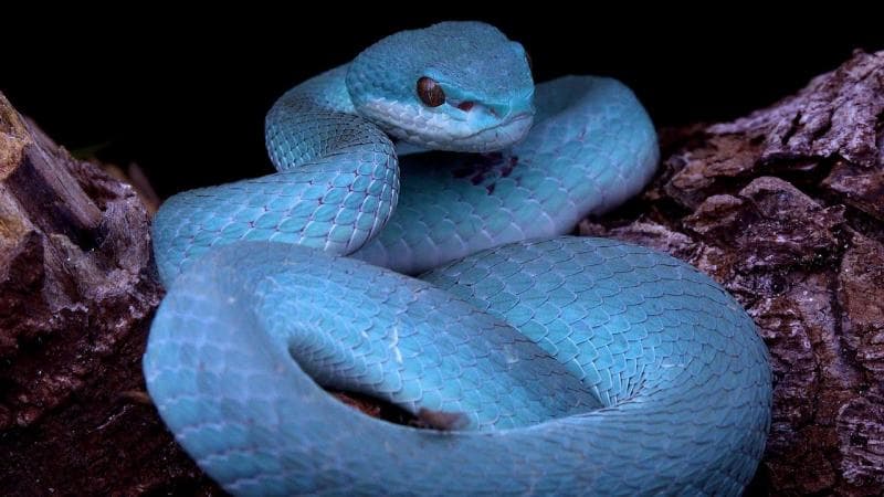 Sunda Island Pit Viper, ular yang kabarnya jadi inspirasi Gary De'Snake. (YouTube/Christian Bassett)