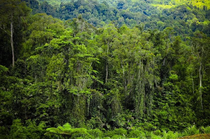Menguak Aturan Hukum Membeli Hutan di Indonesia, Bolehkah?