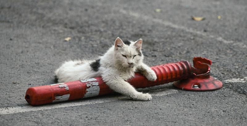 Kucing liar di Selandia Baru yang bisa memakan begitu banyak hewan dianggap bisa memberantas keanekaragaman hayati di sana. (Vice/Luis Prada)
