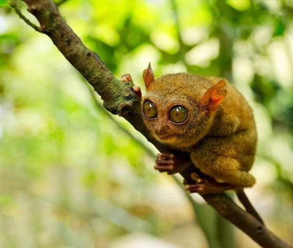 Nasib Satwa Liar Kita; Habitat Hilang, Pemburu Menghadang!