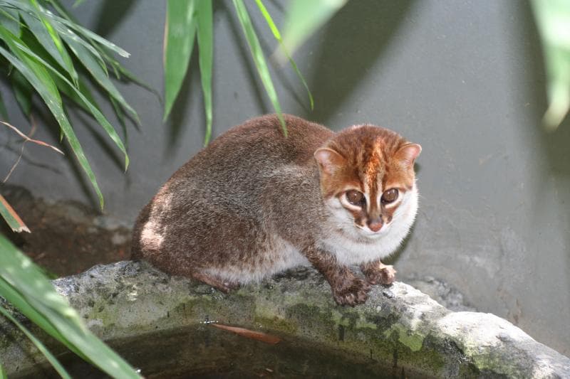 Kembali Terlihat, si Kepala Datar dari Hutan Gambut: Kucing Tandang