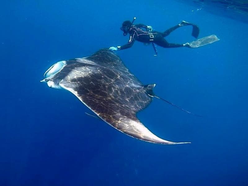 Perkenalkan, Para Spesies Baru yang Ditemukan sepanjang 2025!