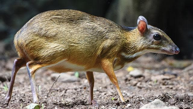 Mengenal Kancil Jawa, Si Mungil Endemik yang Ternyata Nggak Secerdik di Dongeng?