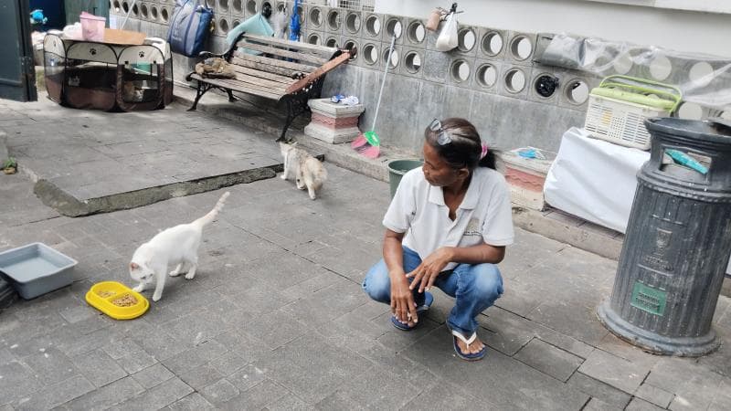 Kisah Mak Kucing, Ibu Puluhan Kucing Jalanan di Kota Lama Semarang