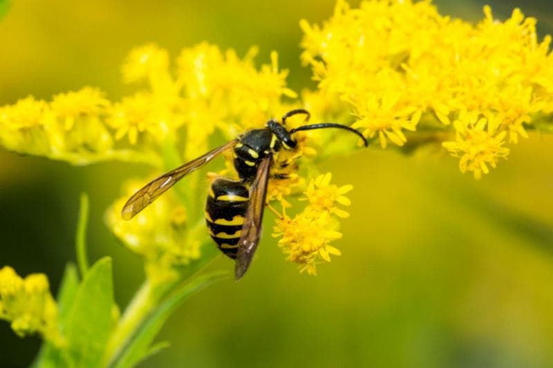 Gawat! Dijajah Spesies Asing, Jumlah Serangga Lokal Anjlok