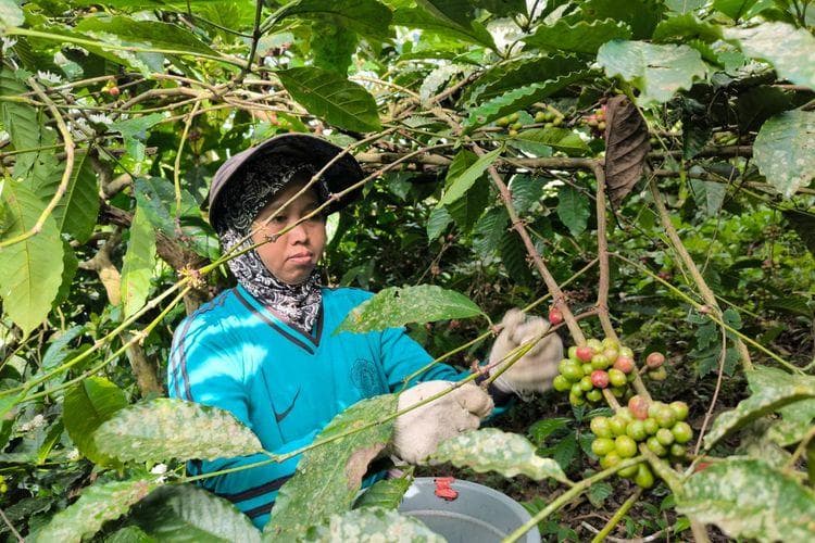 Wangi Pisang Pandan di Tiap Sesapan, Kopi Organik Pati Ini Tembus Pasar Hongkong!