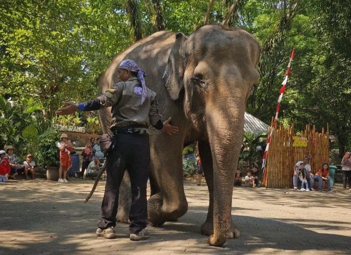Semarang Zoo Sudah Tiadakan Atraksi Tunggang Gajah sejak Awal Januari