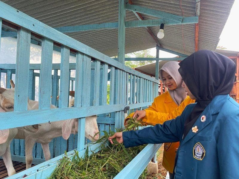 Di Sukawa Edupark Magelang, Pengunjung Bisa Mandikan Kambing-Icip Es Krim Etawa