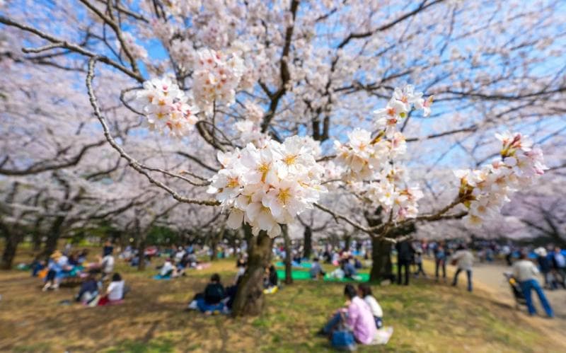 Perubahan Iklim, Jepang Terancam Hanya Akan Punya Dua Musim di Masa Depan