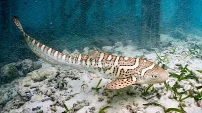 Hiu Raksasa Tiba-Tiba Muncul di Laut Antarktika, Pertanda Perubahan Iklim Makin Parah?