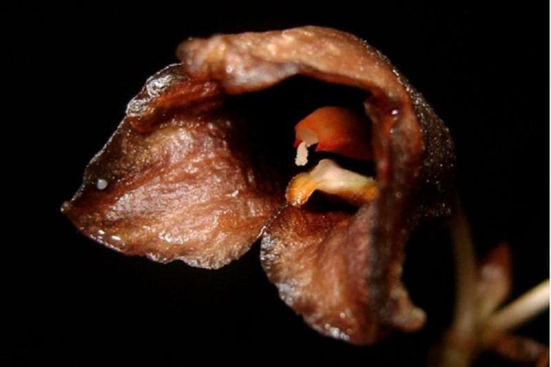 Bukan Cantik Berwarna-warni, Anggrek Misterius di Hutan Merapi Ini Justru Beraroma Ikan Busuk!
