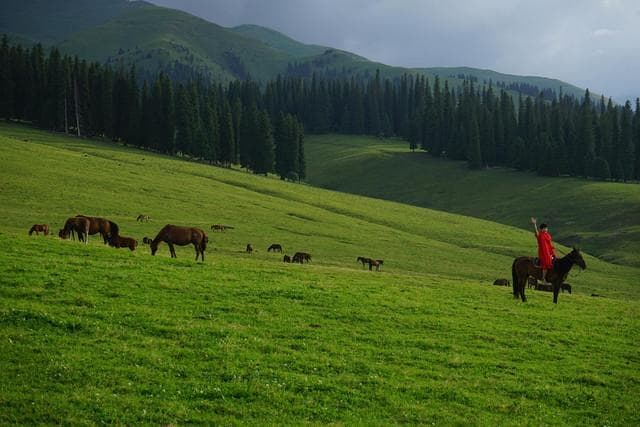 Nestapa Padang Rumput, Hilang Senyap di Balik Bayang Hutan