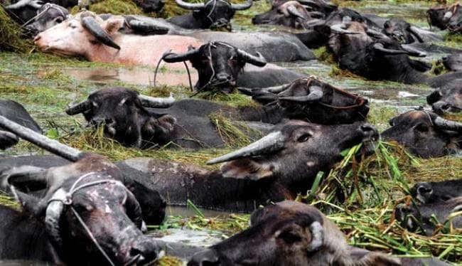 Mengenal Kerbau Rawa: Si Perenang Tangguh dari Kalsel yang Jago Nyelam!