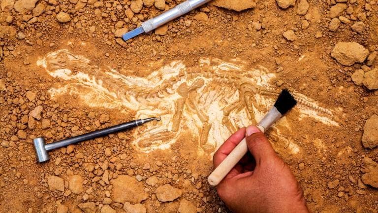 Temuan Fosil Purba di Bumiayu, Diduga Lebih Tua dari Sangiran