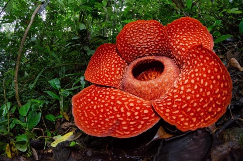 Puluhan Rafflesia Bermekaran di Anambas, Peneliti Temukan Habitat Baru