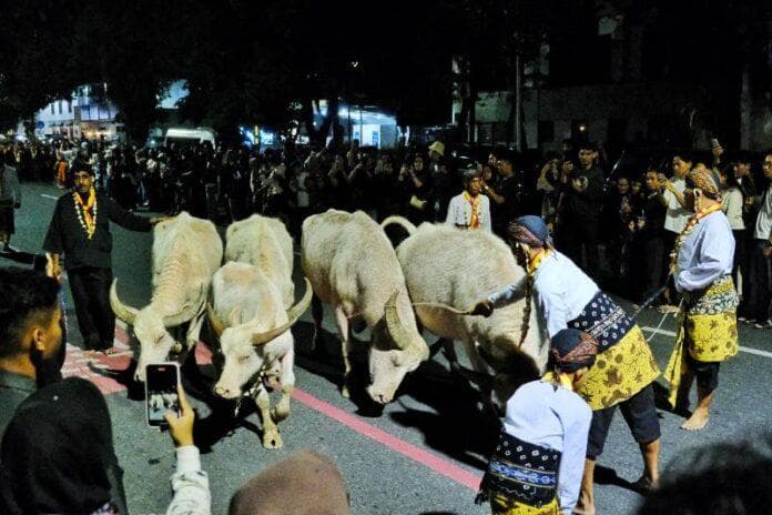 Mengapa Kebo Bule Selalu Hadir dalam Kirab Malam 1 Suro? Begini Sejarah dan Maknanya