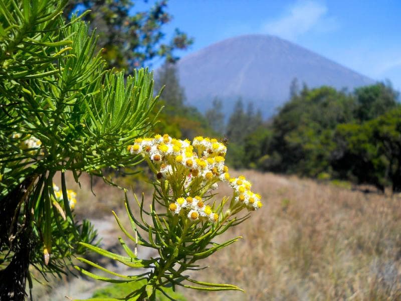 Mengenal Bunga Edelweiss Jawa, Si "Bunga Abadi" yang Justru Terancam Punah
