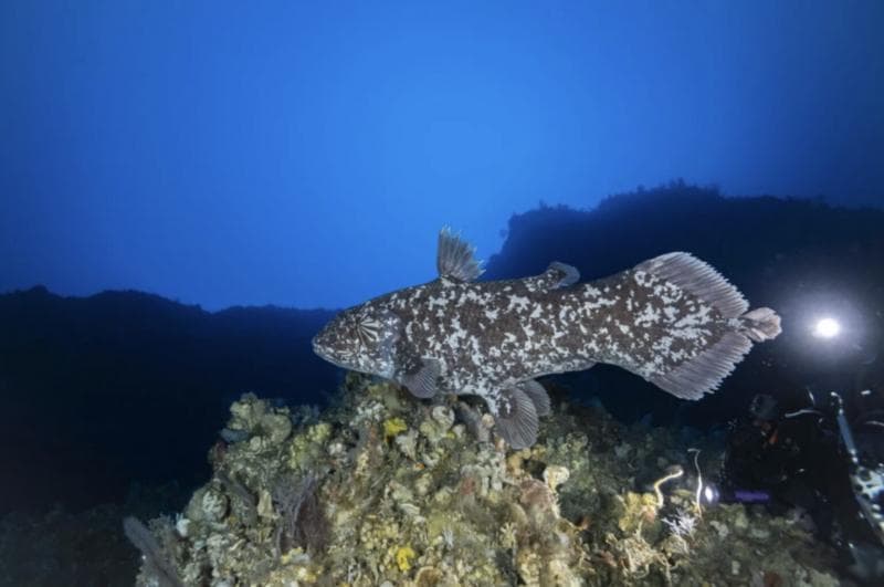 BRIN Kembali Temukan 18 Ikan Purba Coelacanth di Pulau Talise, Bukti Pentingnya Konservasi Laut Dalam
