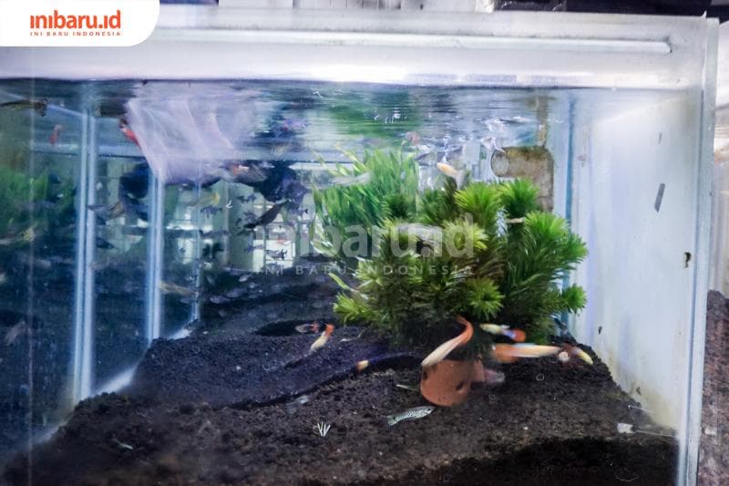 Aquascape berbeda dengan hiasan aquarium biasa. (Inibaru.id/ Audrian F)<br>