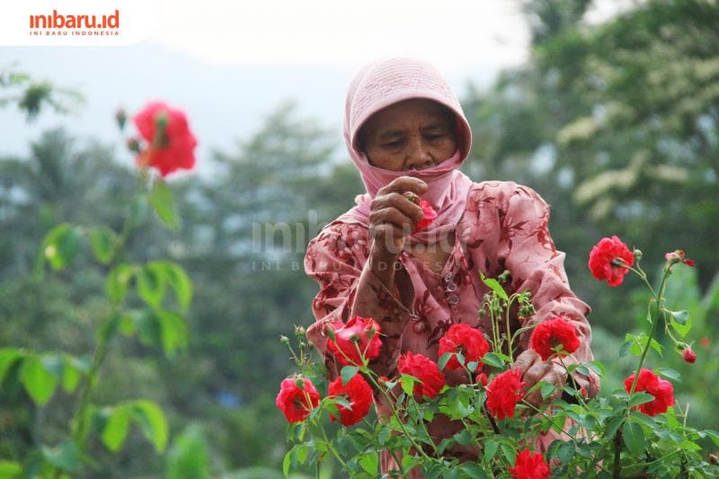 Suasana pemetikan mawar di kebun. (Inibaru.id/ Zulfa Anisah)