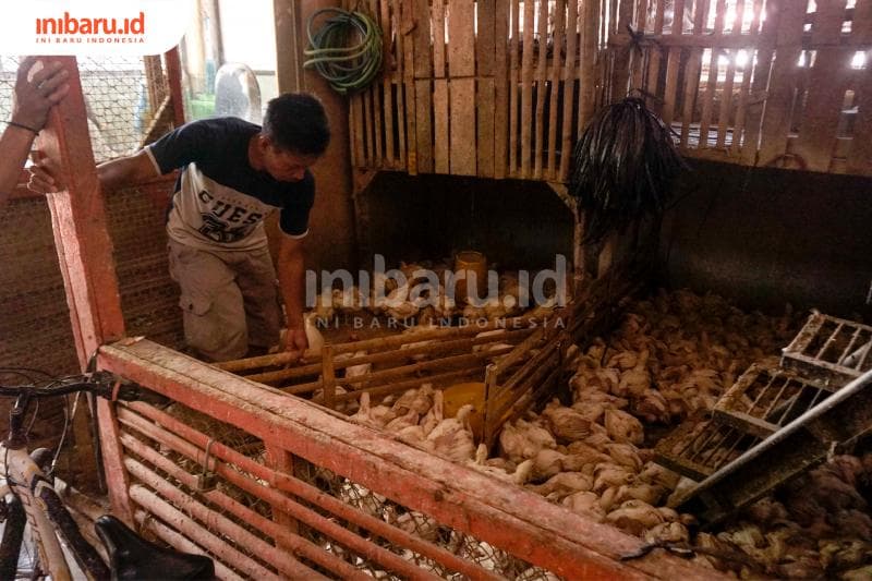 Kala Lebaran, harga ayam broiler malah turun. (Inibaru.id/ Audrian F)<br>