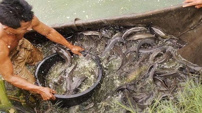 Ikan lele memiliki kandungan merkuri rendah. (Kompas)<br>