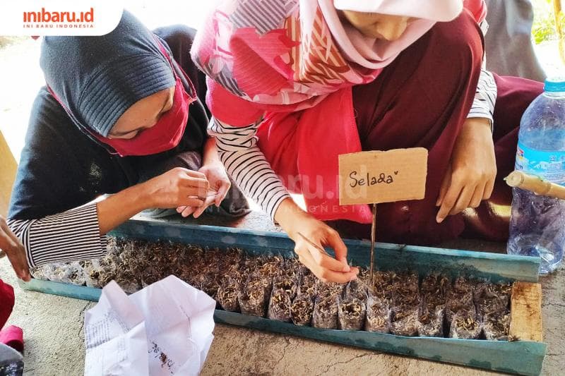 Proses penyemaian benih sayuran selada. (Inibaru.id/ Rafida Azzundhani)
