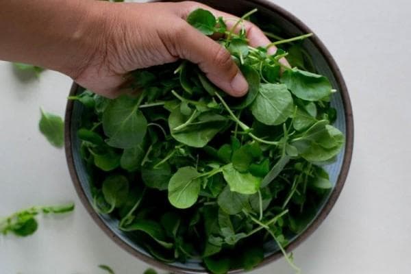 Selada air membantu menstabilkan kadar kolesterol. (Idntimes)