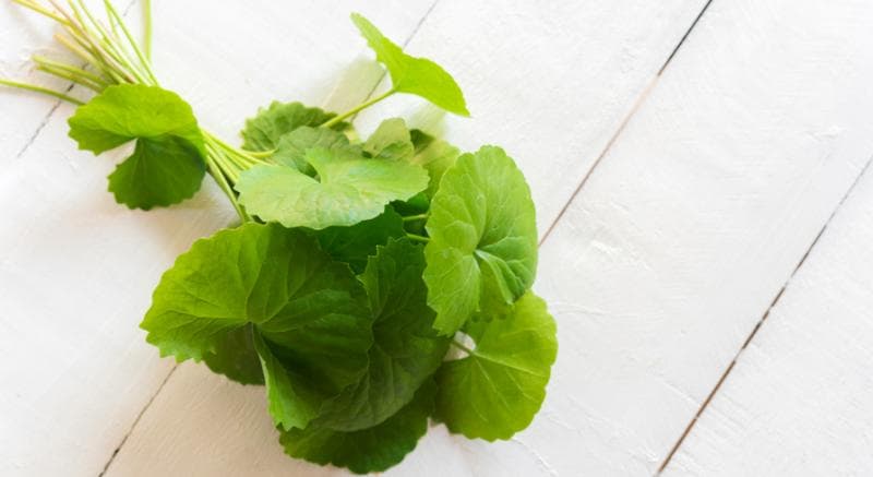 Daun pegagan berkhasiat menurunkan kadar kolesterol. (Getty Images)