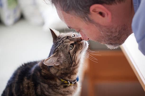 Kalau kucing mengendus wajahmu, artinya dia mau kenalan ya Millens. (iStock)