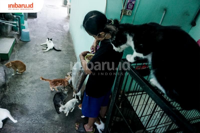 Saat waktu makan, kucing-kucing pun merapat. (Inibaru.id/ Audrian F)<br>