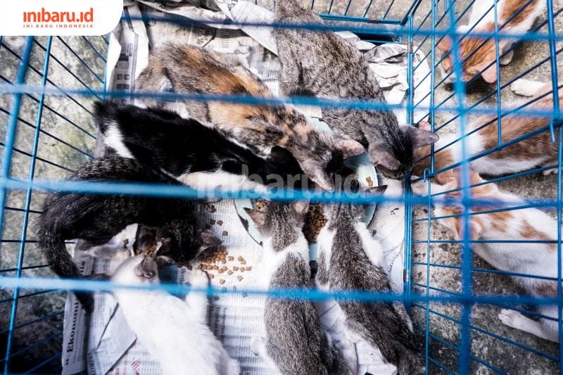 Kucing-kucing berusia 2 bulan menyerbu makan siang. (Inibaru.id/ Audrian F)<br>