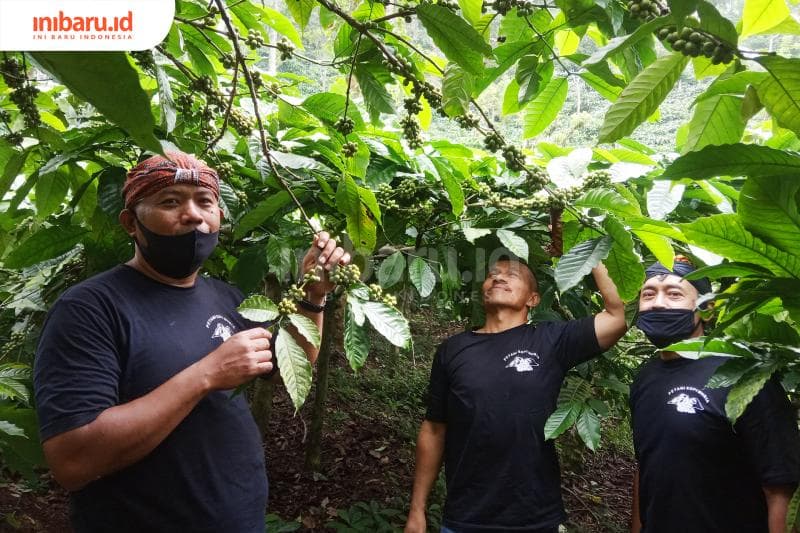 Kebun kopi robusta milik anggota Komunitas Kopi Muria. (Inibaru.id/ Rafida Azzundhani)