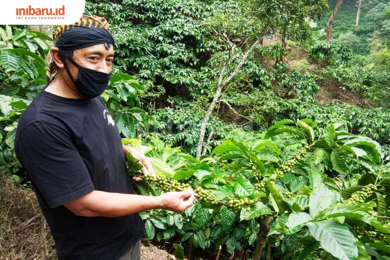 Kebun Kopi di Semenanjung Muria yang menghadap selatan. (Inibaru.id/Rafida Azzundhani)