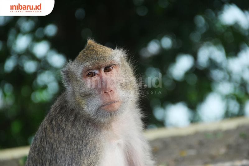 Mereka jinak! (Inibaru.id/ Zulfa Anisah)