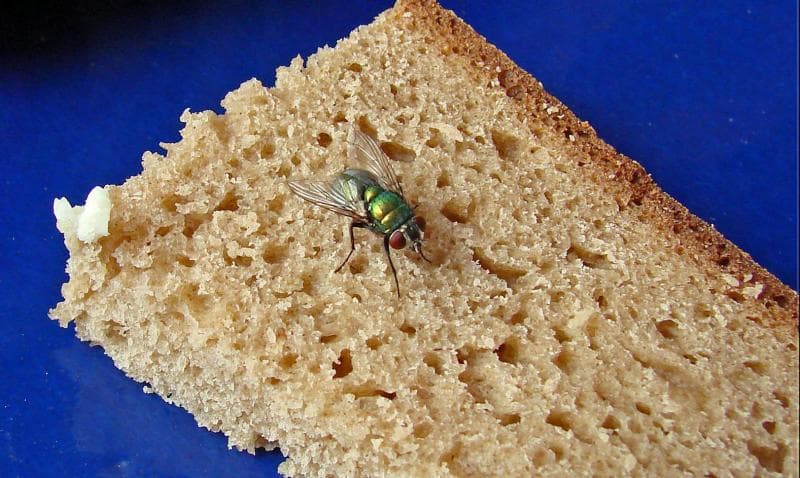 Dihinggapi Lalat, Makanan Masih Aman Dikonsumsi Nggak, Ya?