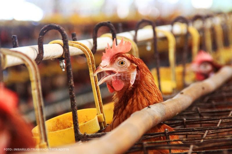 Ayam-ayam mulai bosan melihat mereka yang tua.<br>