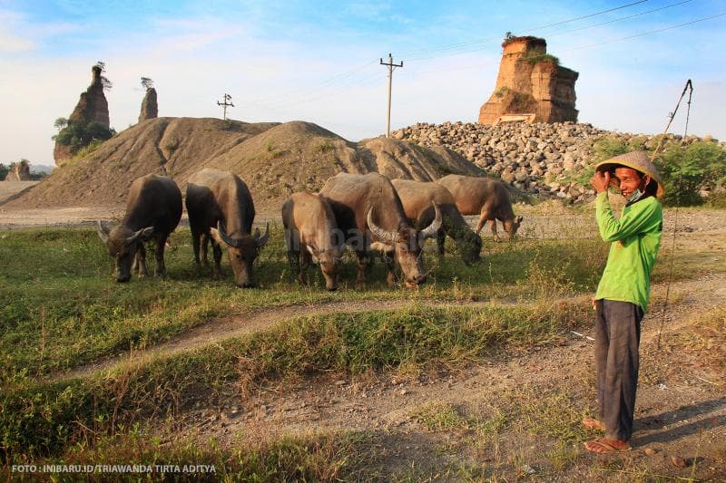 Peternak kerbau di kawasan Brown Canyon.<br>
